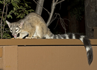 Ringtail 5088